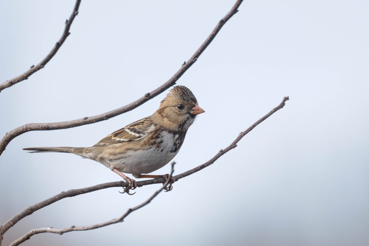 Harris's Sparrow - ML627633049