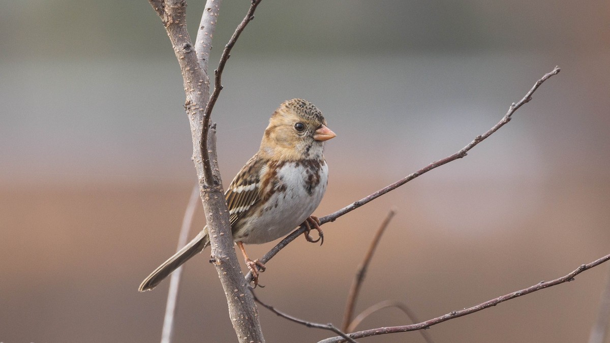 Harris's Sparrow - ML627633050