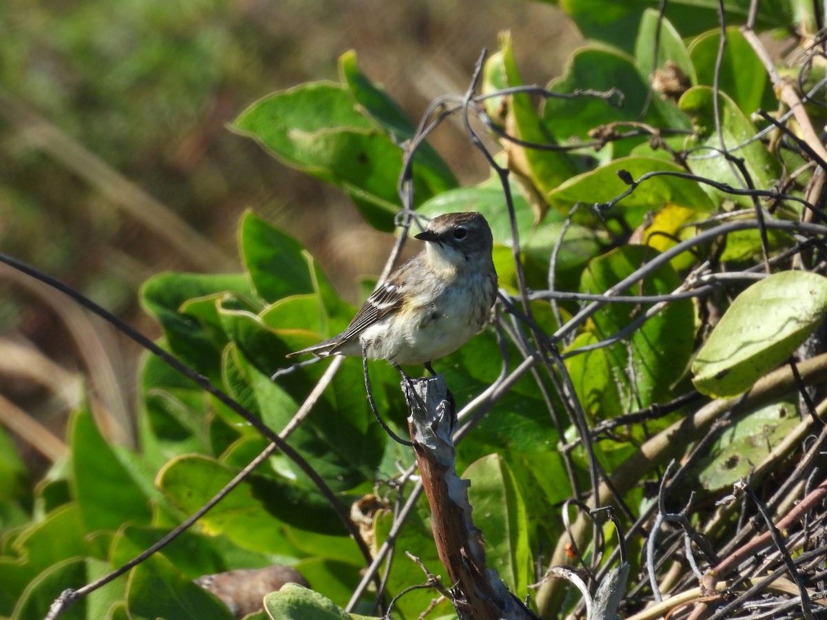 Yellow-rumped Warbler - ML627633143