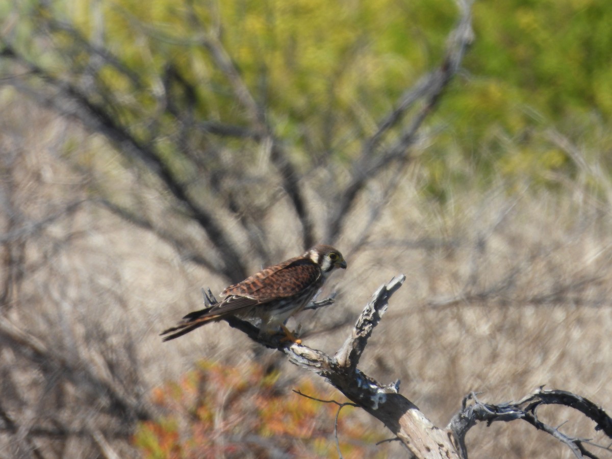 American Kestrel - ML627633149