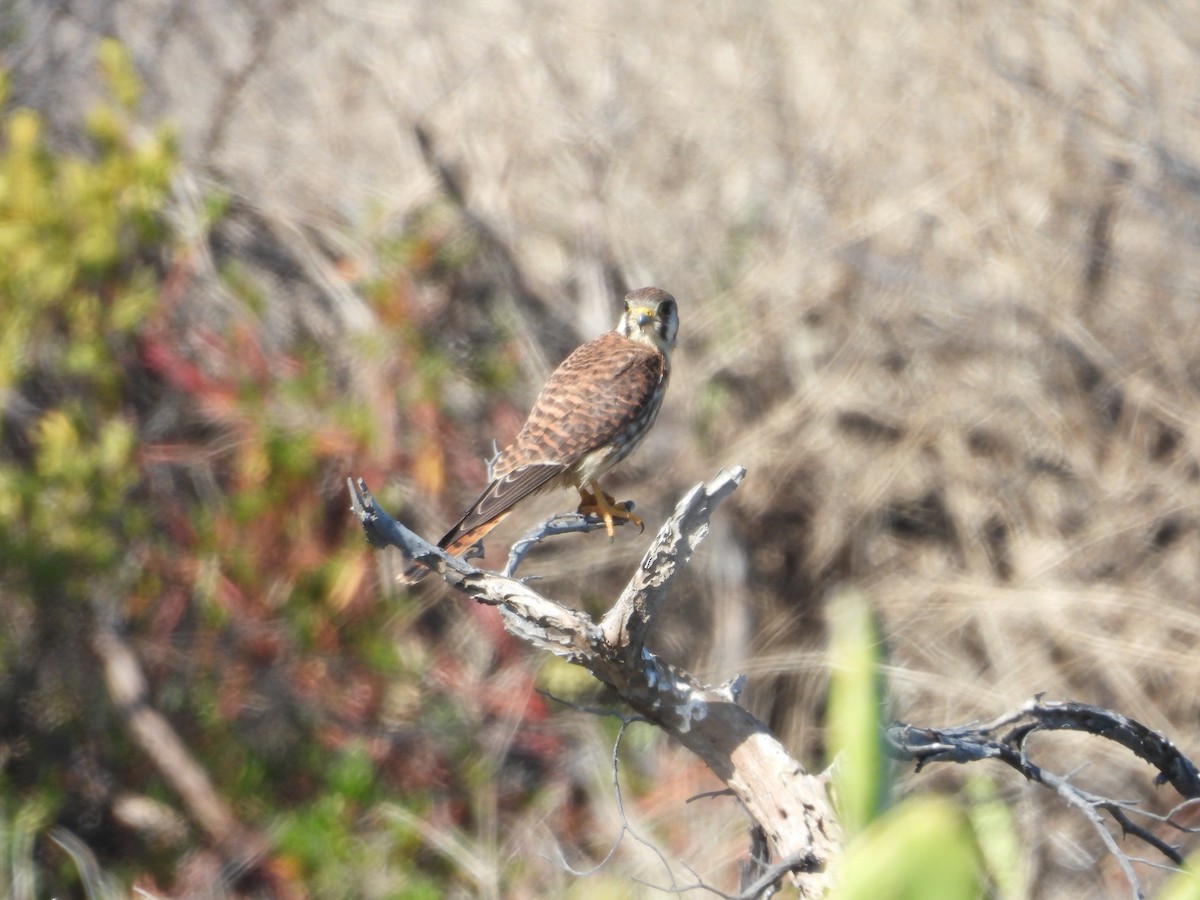 American Kestrel - ML627633150