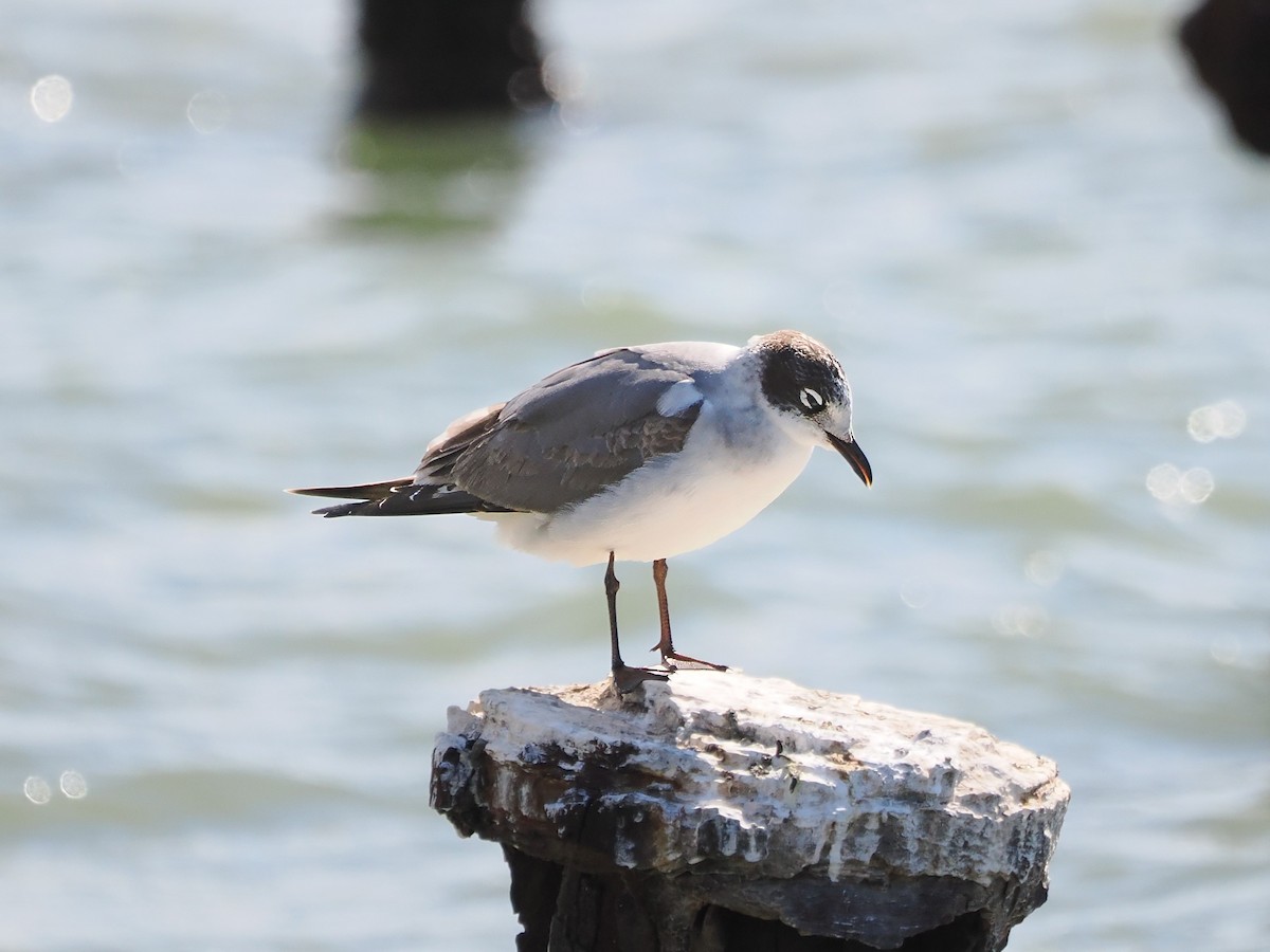 Franklin's Gull - ML627633154