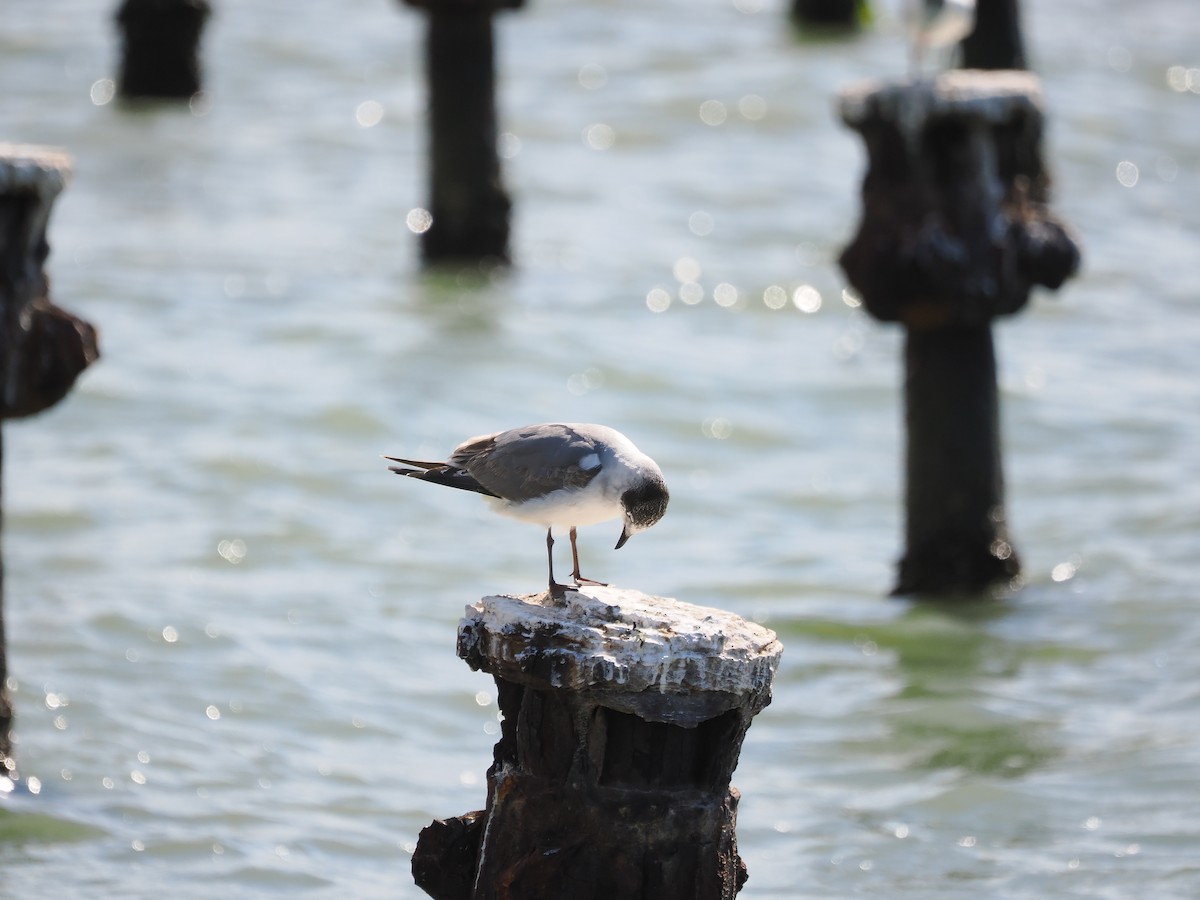 Franklin's Gull - ML627633156