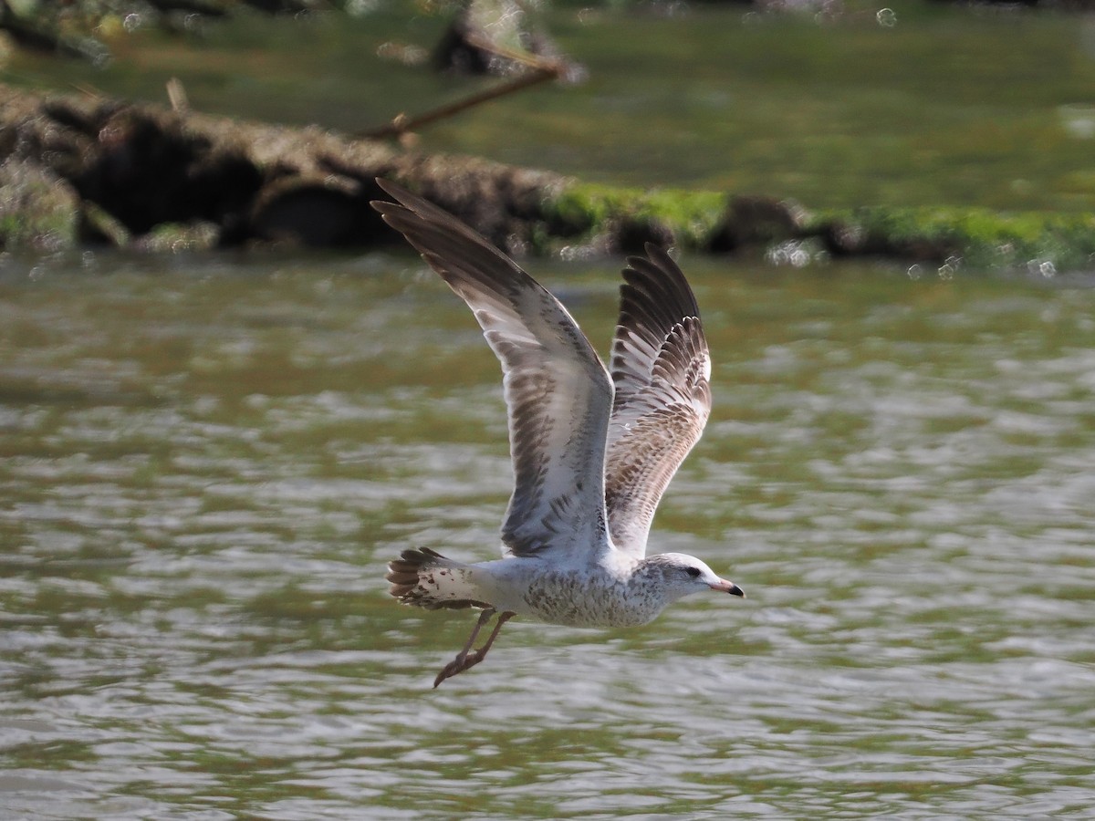 Ring-billed Gull - ML627633220