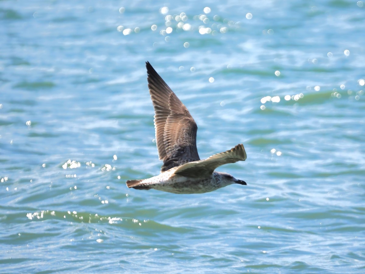 Lesser Black-backed Gull - ML627633221