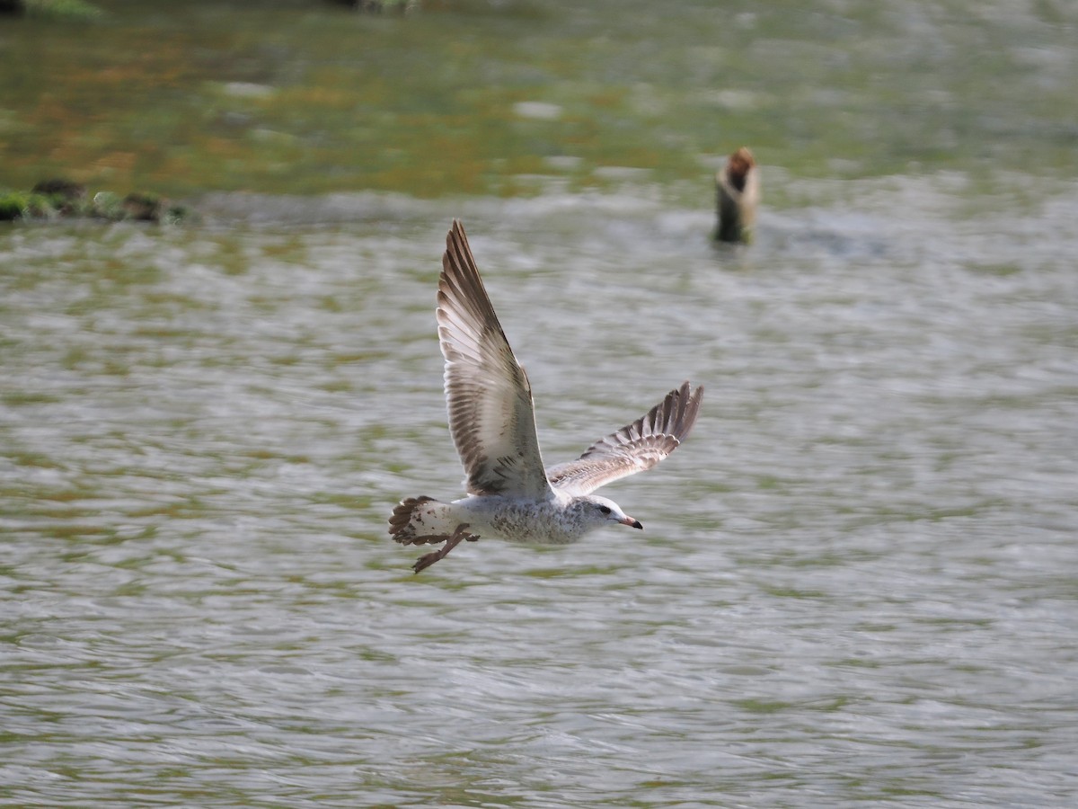 Ring-billed Gull - ML627633222