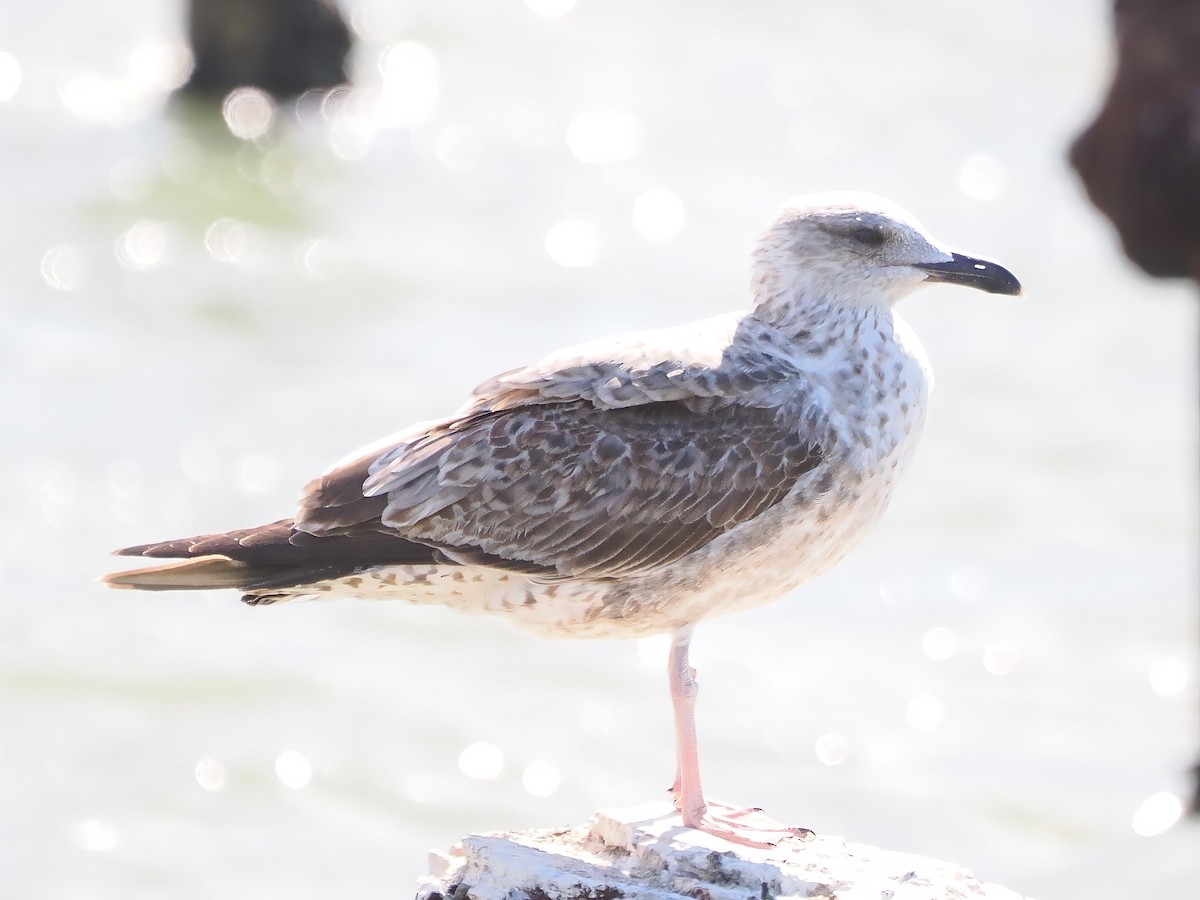 Lesser Black-backed Gull - ML627633252