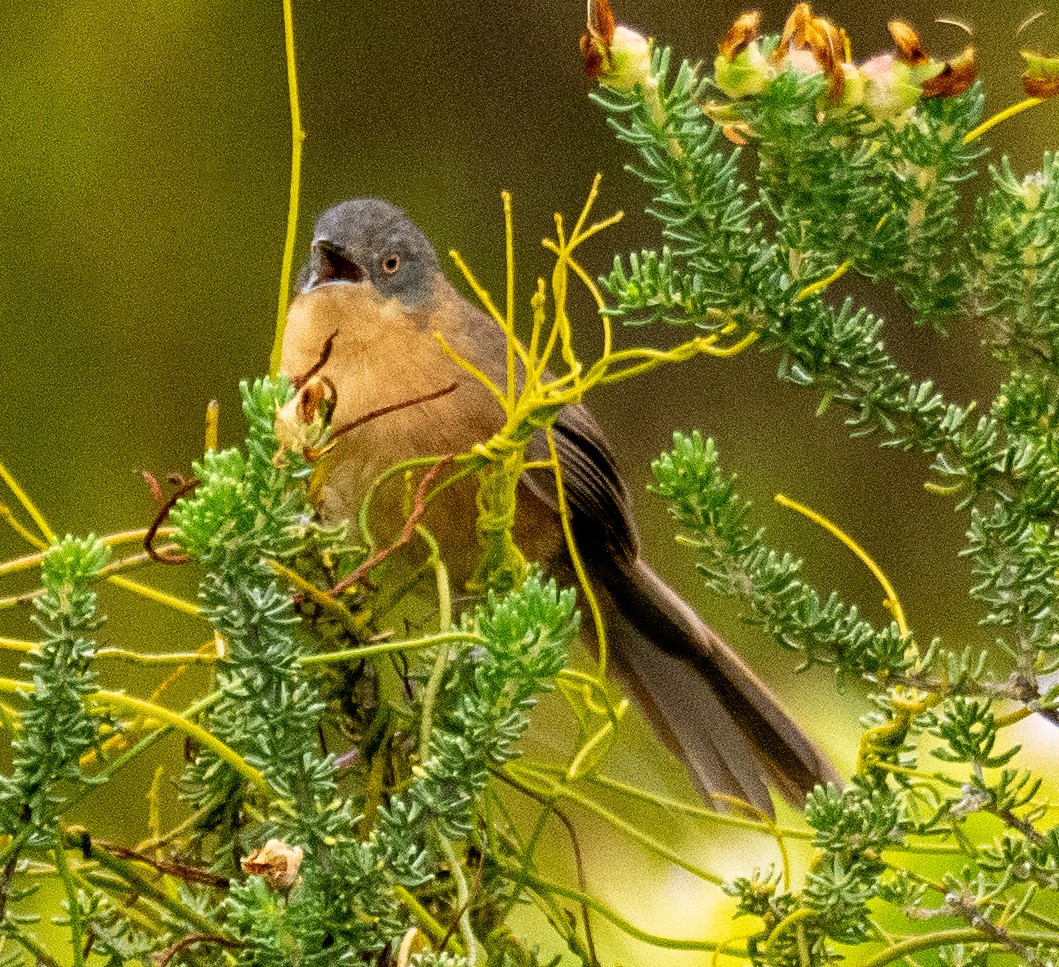 Victorin's Warbler - ML627633281