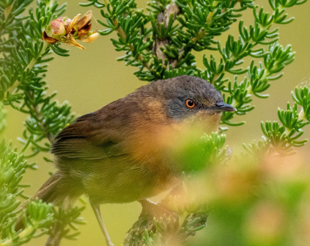 Victorin's Warbler - ML627633283