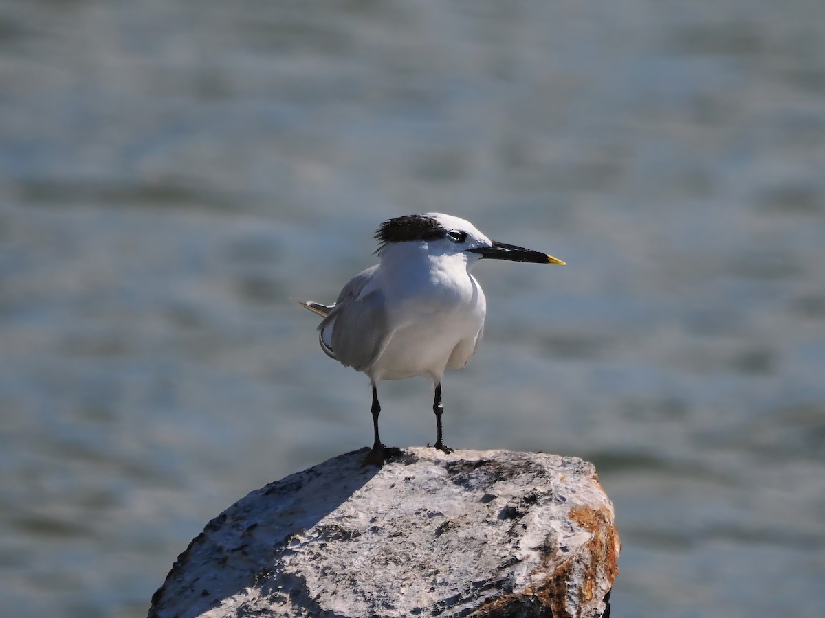 Sandwich Tern - ML627633307