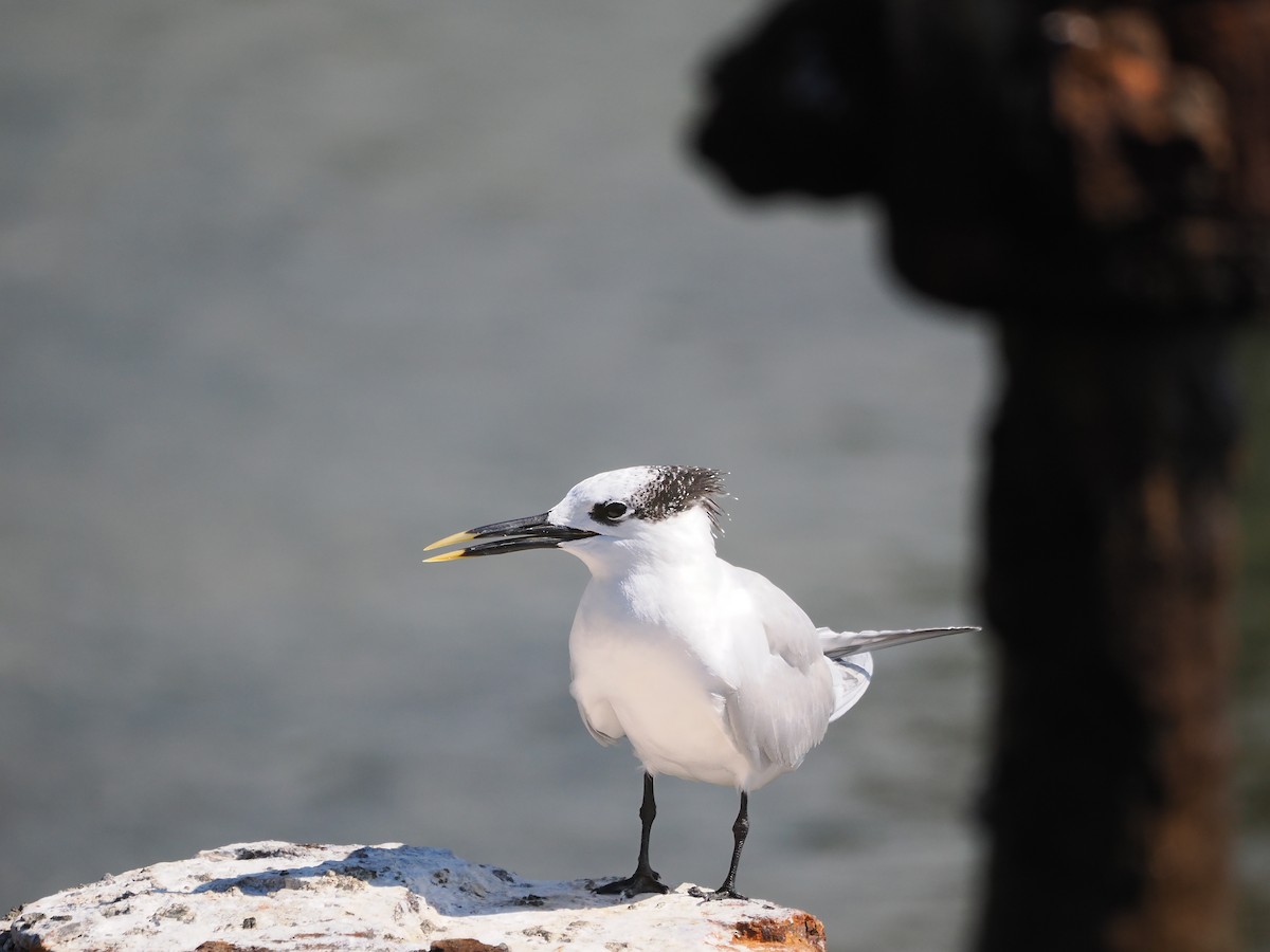 Sandwich Tern - ML627633308