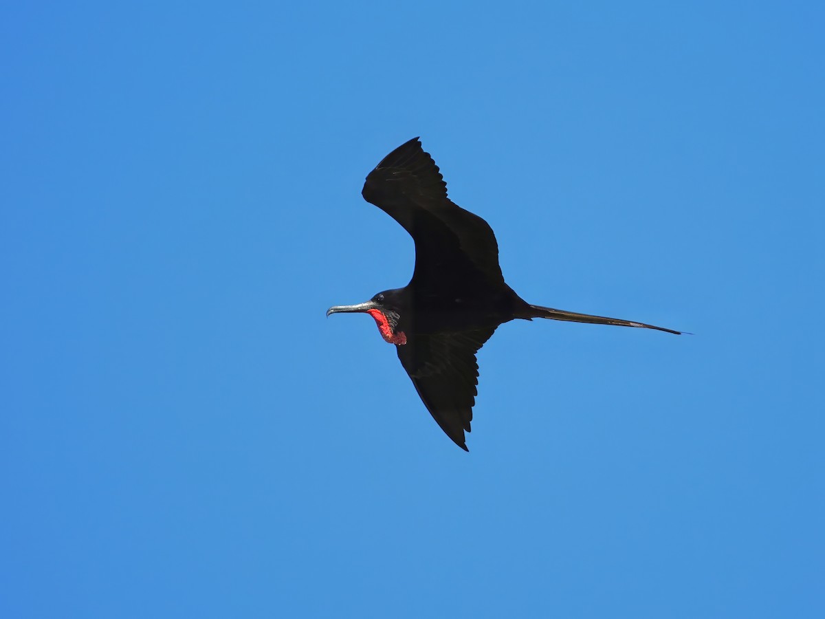 Magnificent Frigatebird - ML627633361