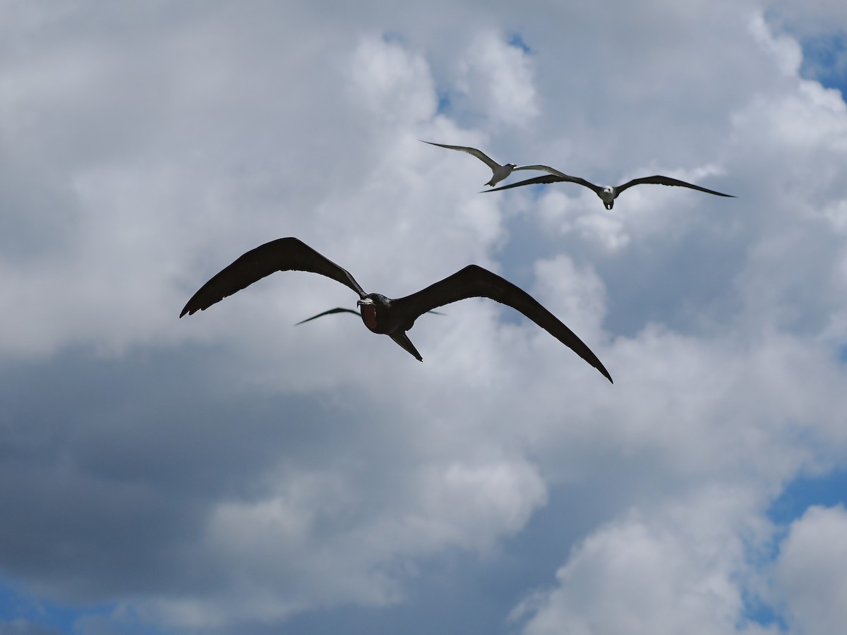 Magnificent Frigatebird - ML627633365