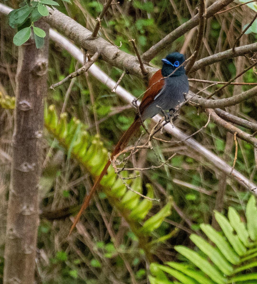 African Paradise-Flycatcher - ML627633402