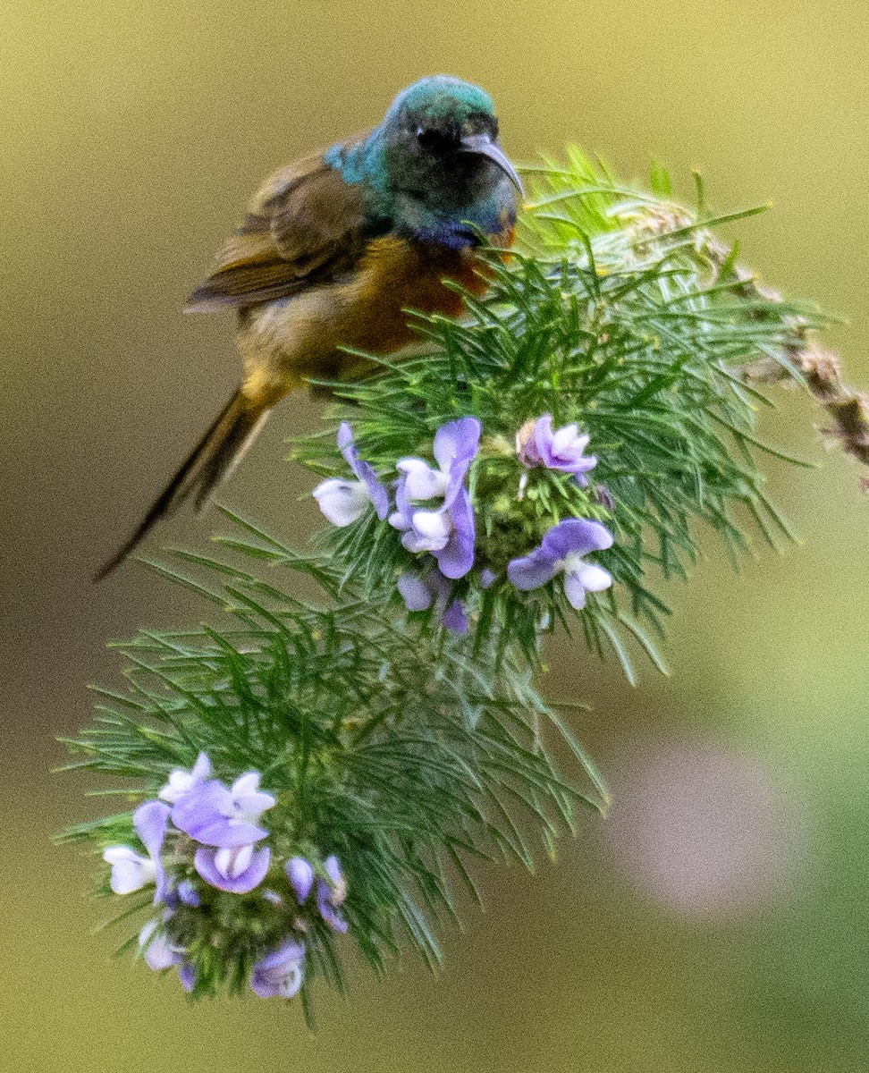 Orange-breasted Sunbird - ML627633437