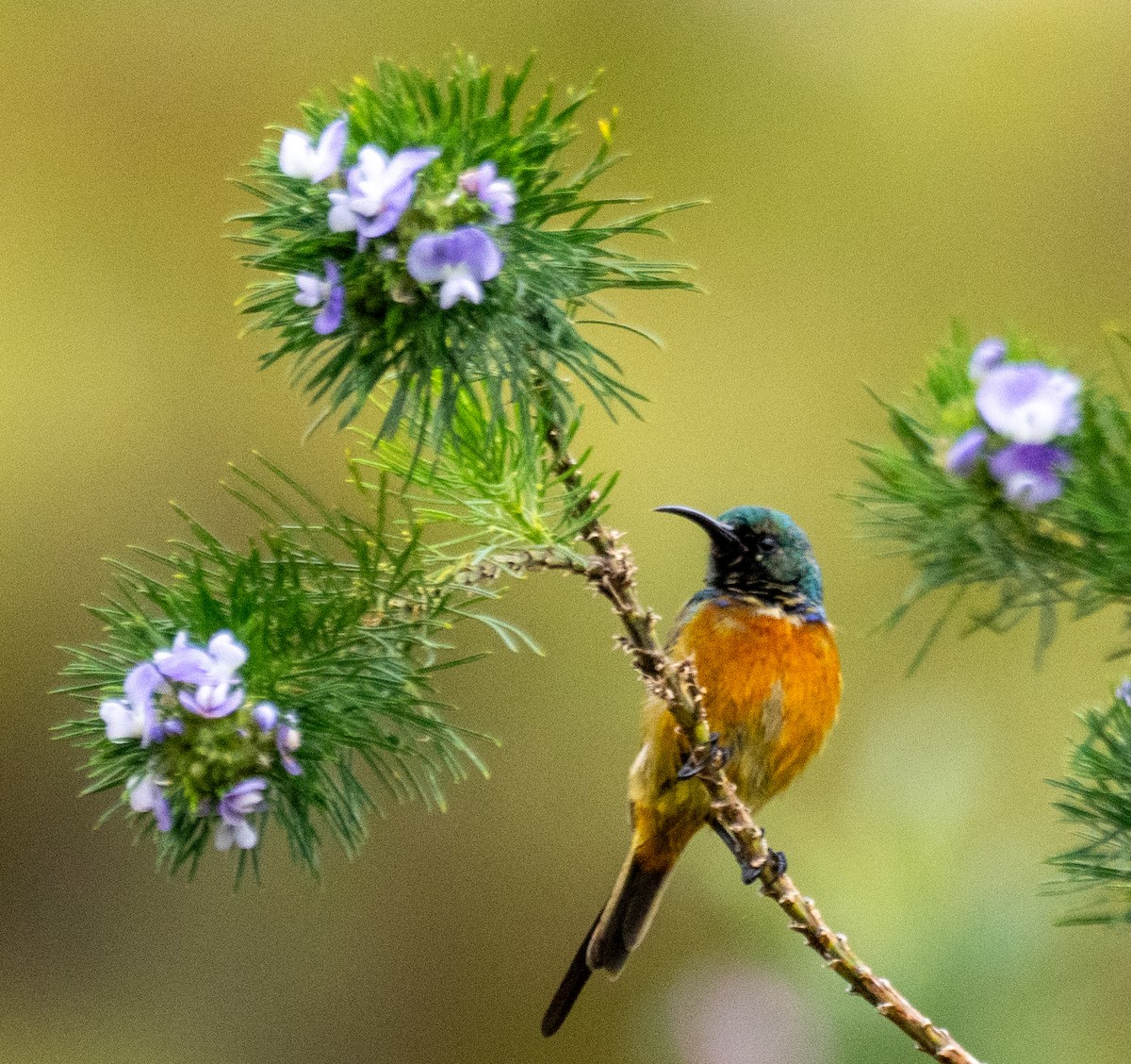 Orange-breasted Sunbird - ML627633440