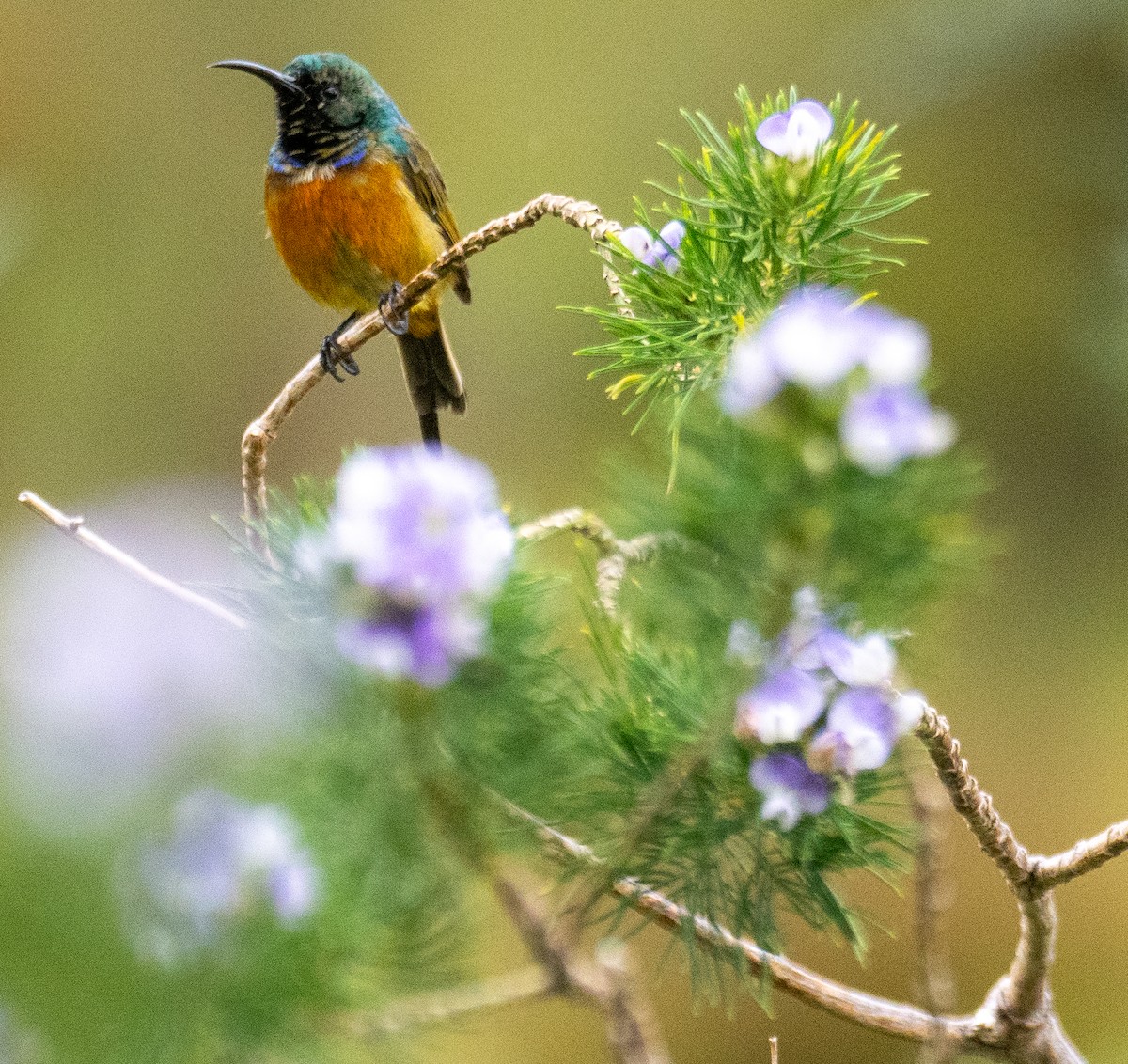 Orange-breasted Sunbird - ML627633441