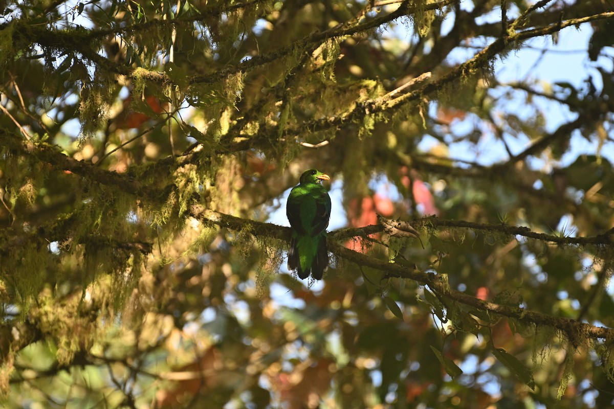 Golden-headed Quetzal - ML627633552