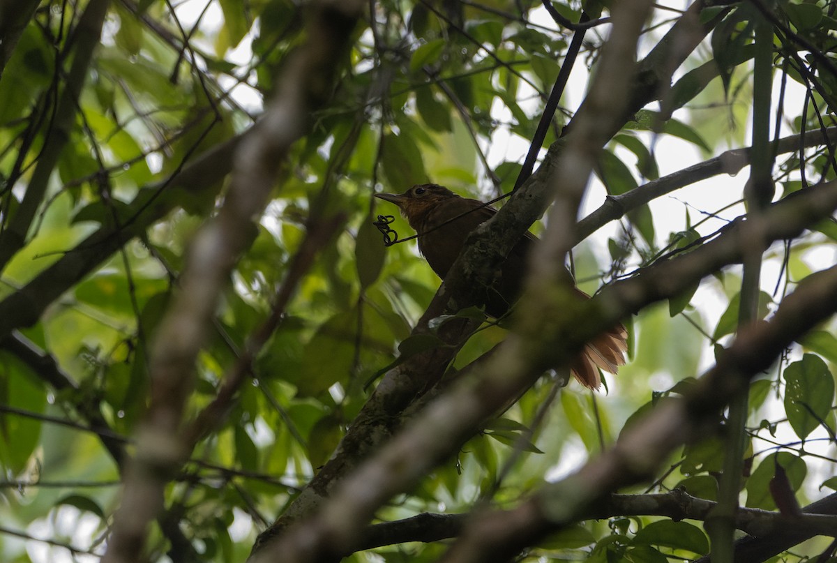 Ochre-throated Foliage-gleaner - ML627633594