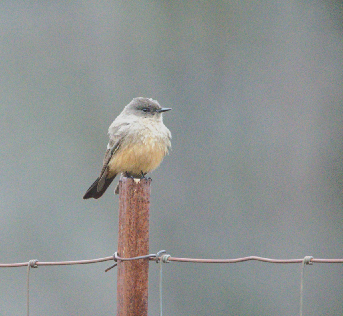 Say's Phoebe - ML627633628