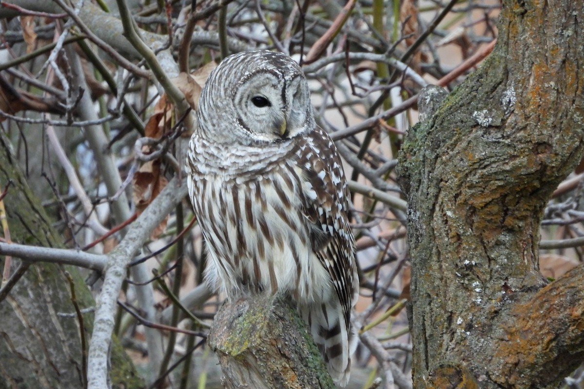 Barred Owl - ML627633754