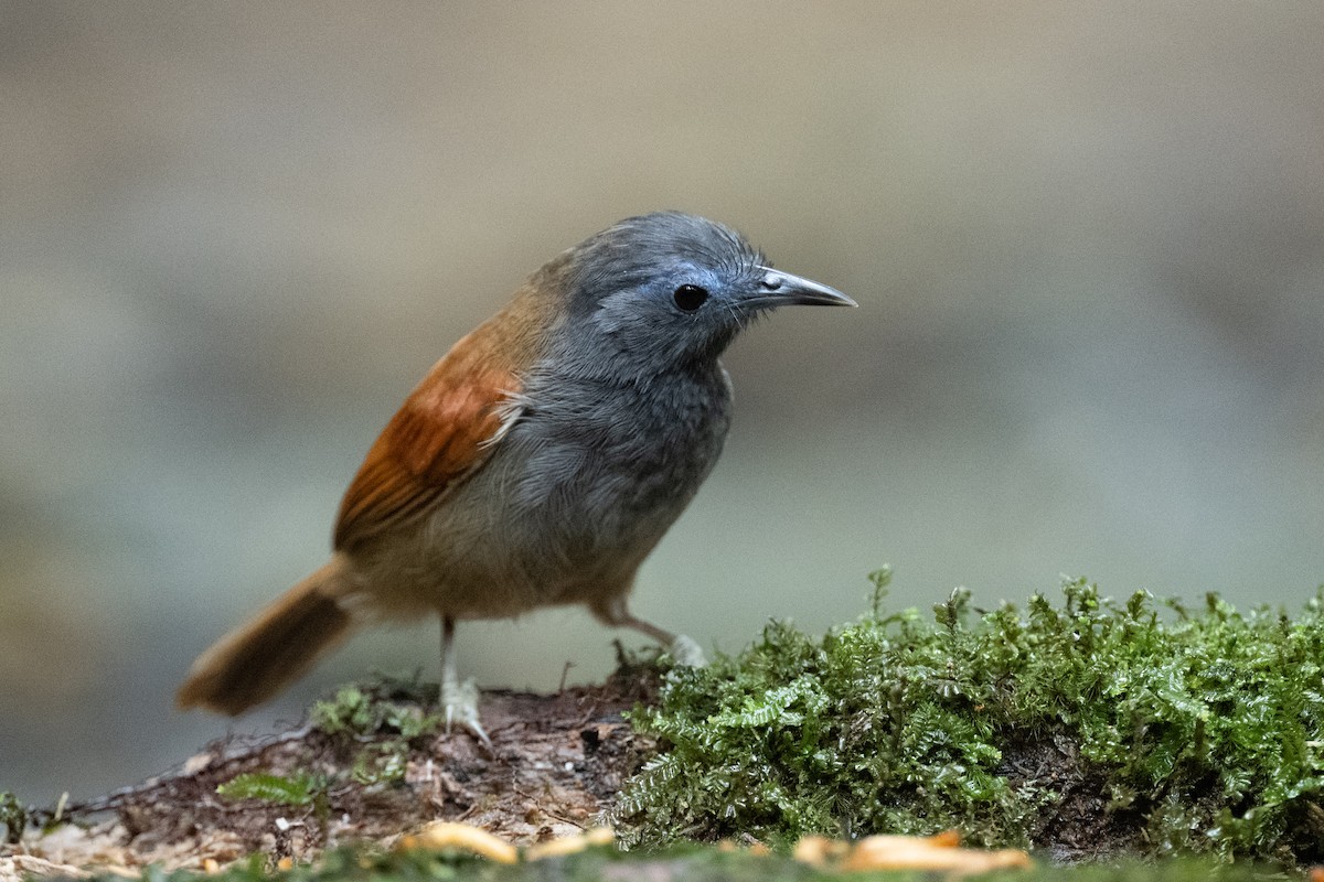 Gray-hooded Babbler - ML627633855