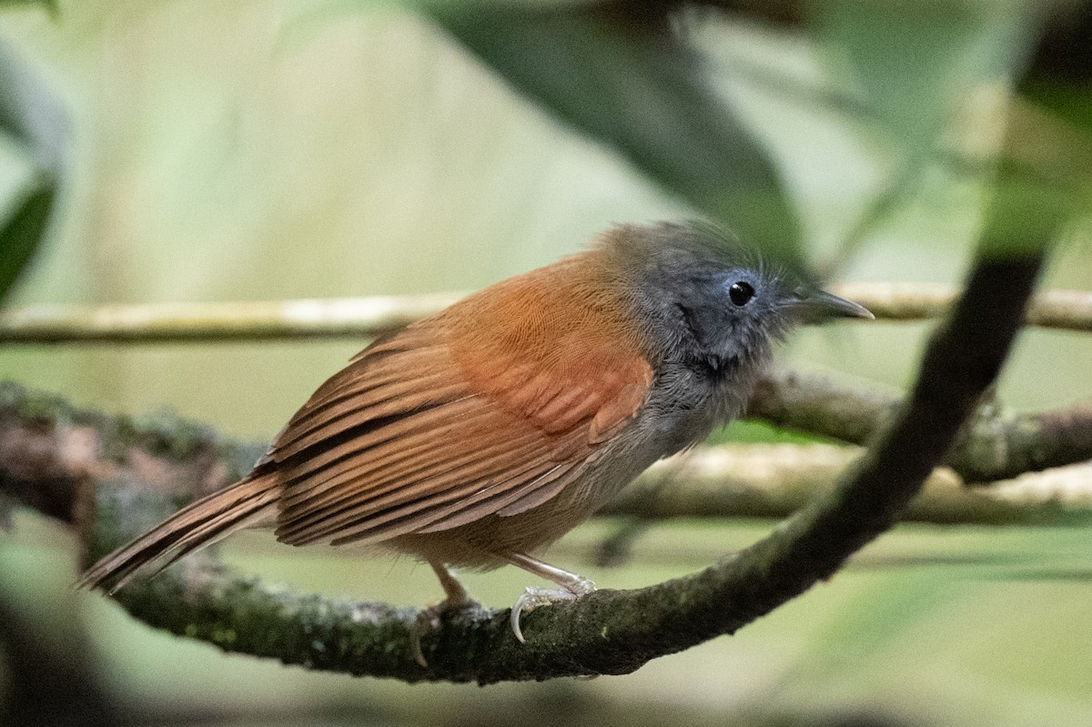 Gray-hooded Babbler - ML627633865