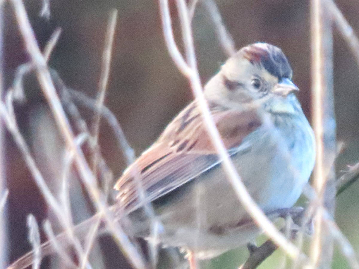 Swamp Sparrow - ML627633939