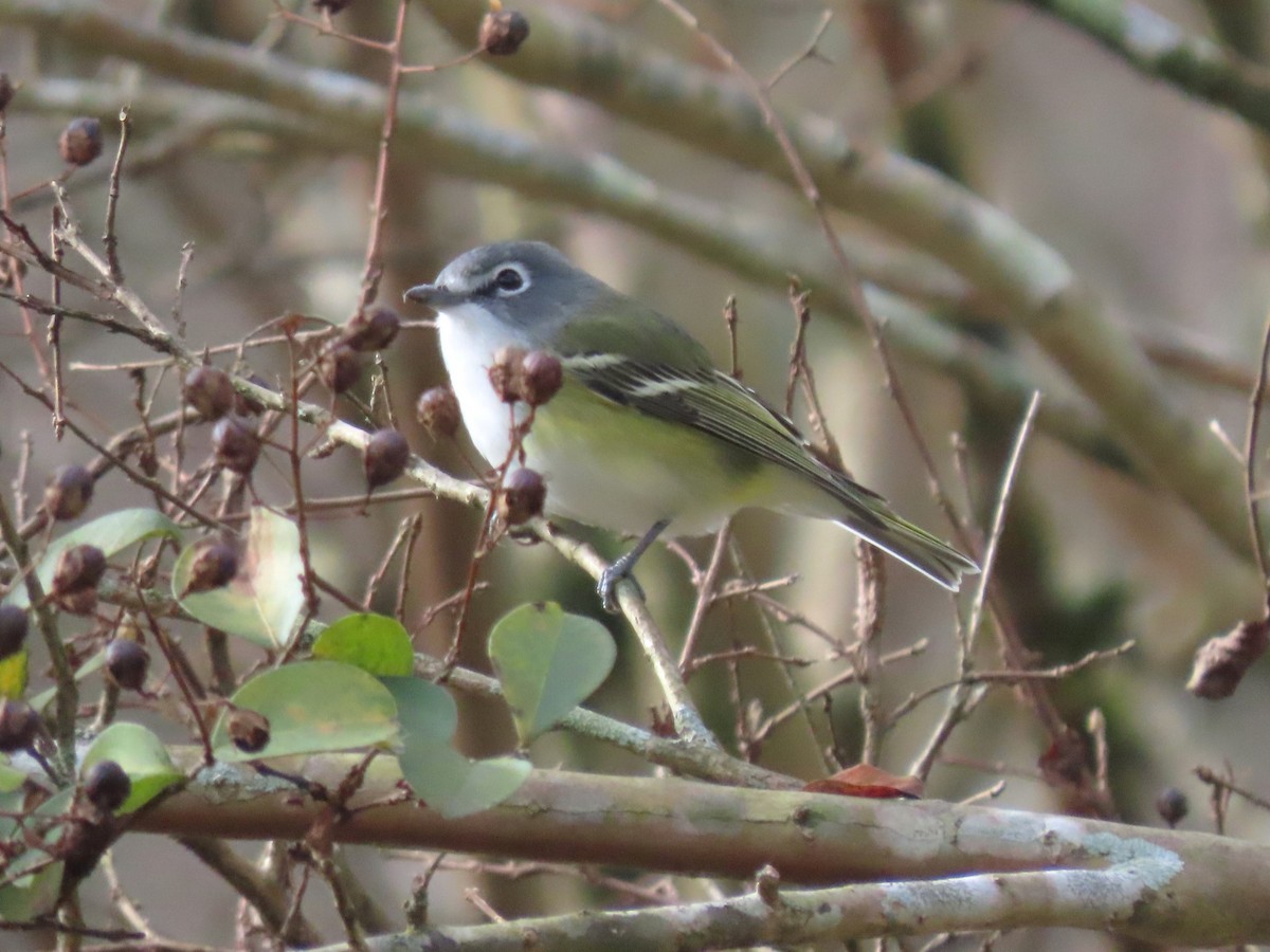 Mavi Başlı Vireo - ML627634001