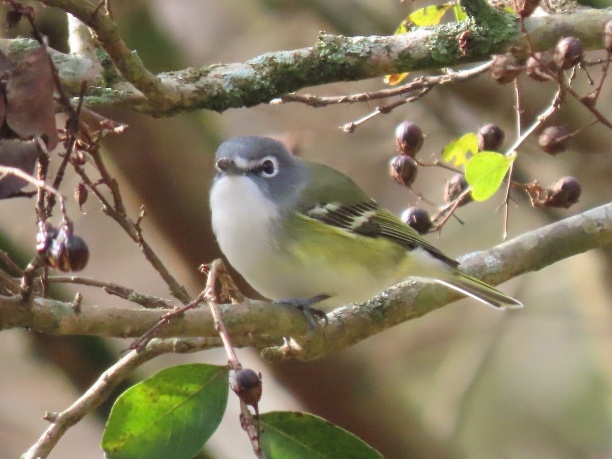 Mavi Başlı Vireo - ML627634002
