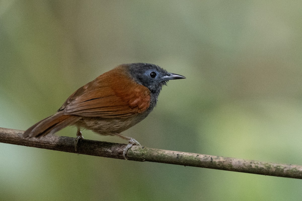 Gray-hooded Babbler - ML627634039