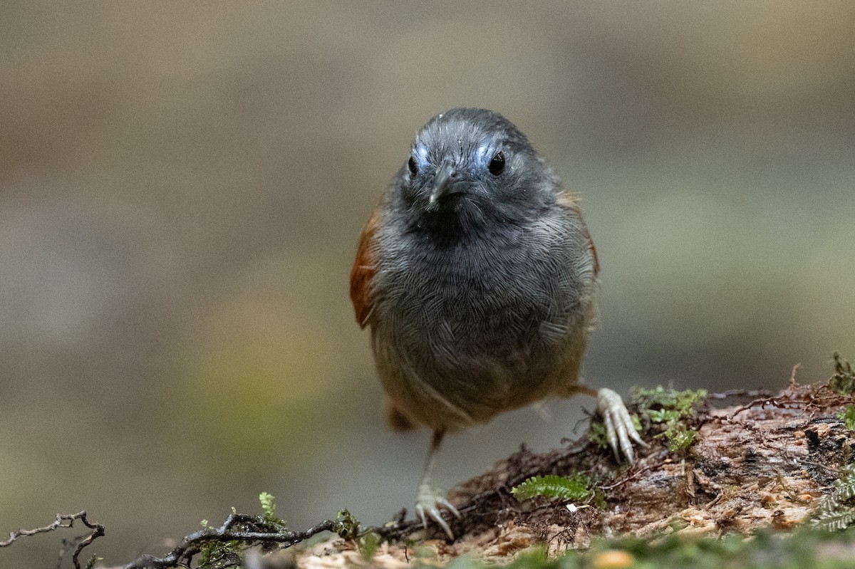 Gray-hooded Babbler - ML627634042