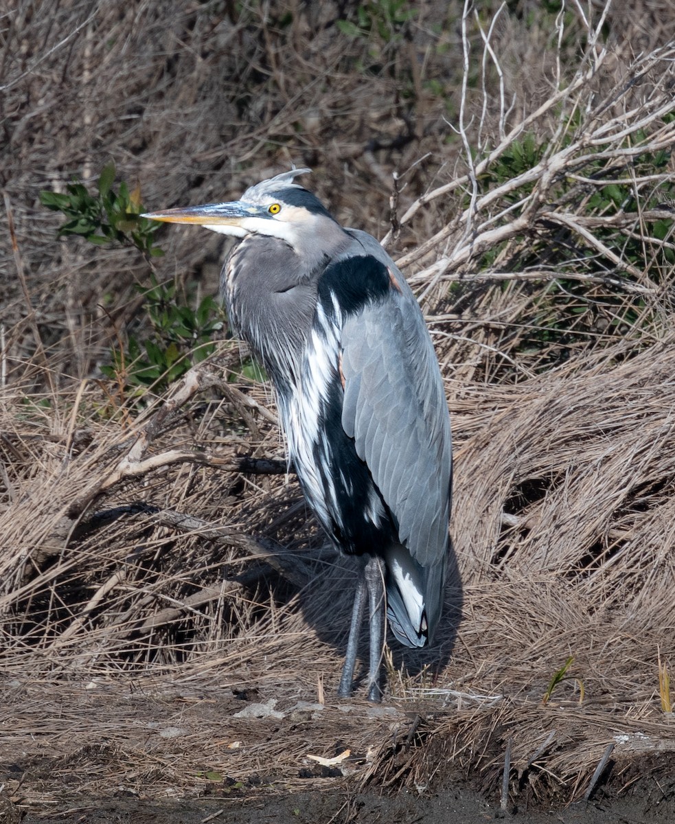 Great Blue Heron (Great Blue) - ML627634118