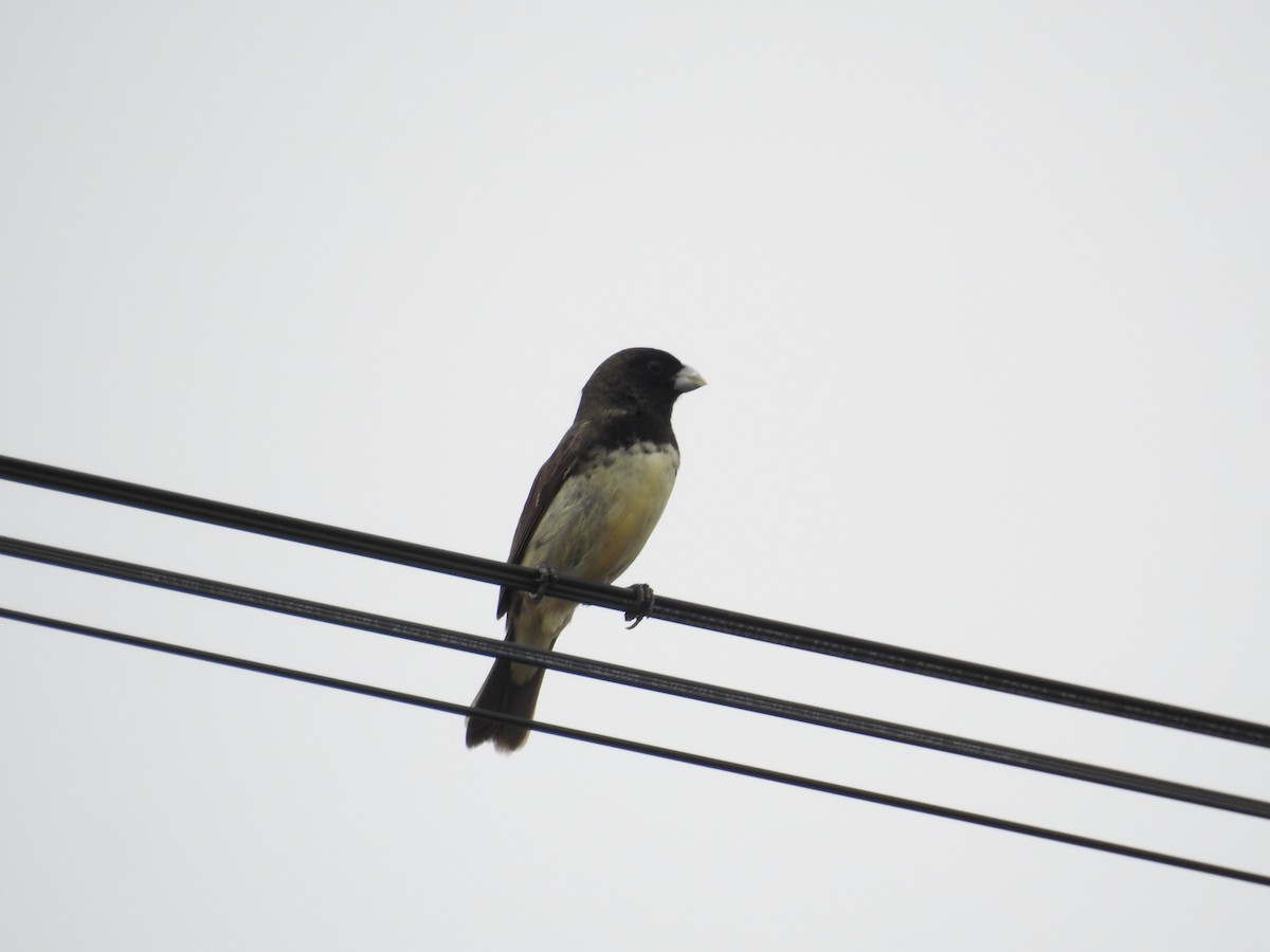 Yellow-bellied Seedeater - ML627634127