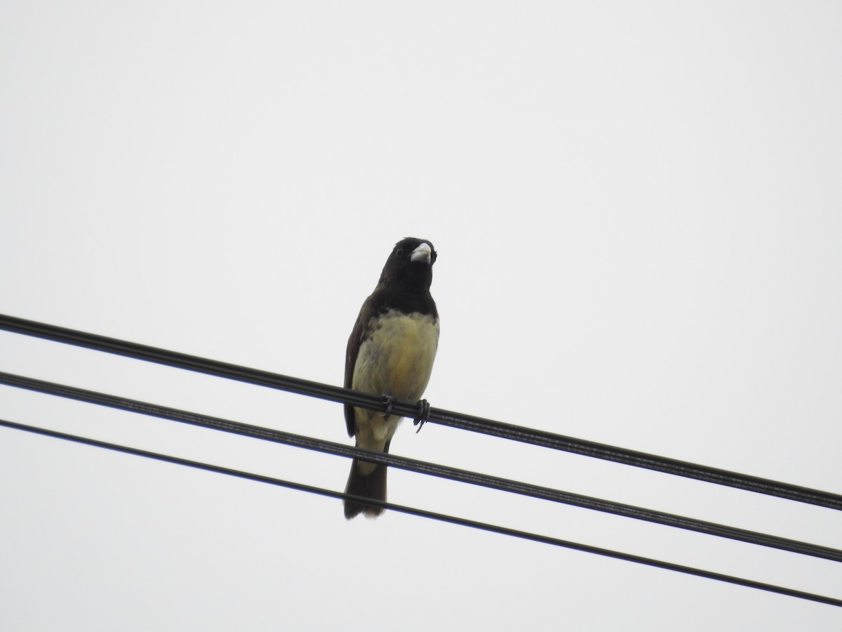 Yellow-bellied Seedeater - ML627634128