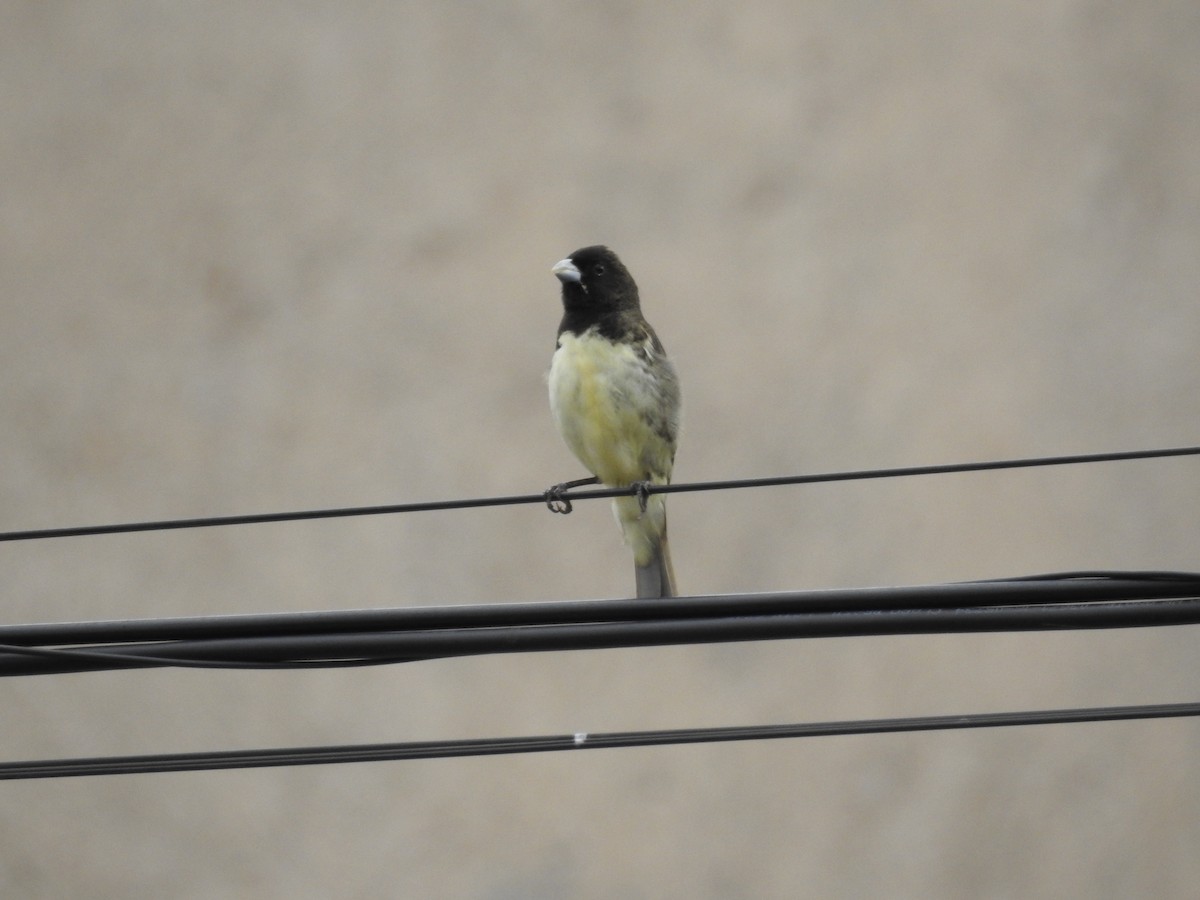 Yellow-bellied Seedeater - ML627634129