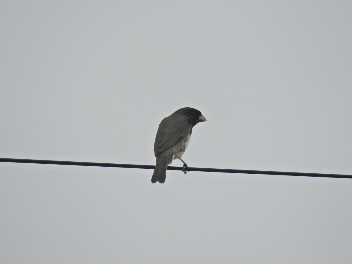 Yellow-bellied Seedeater - ML627634130