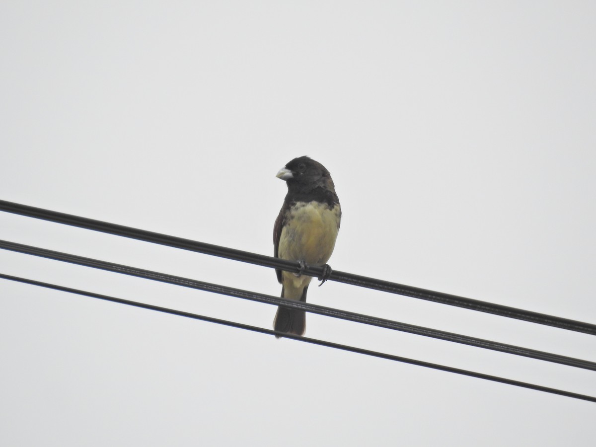 Yellow-bellied Seedeater - ML627634131