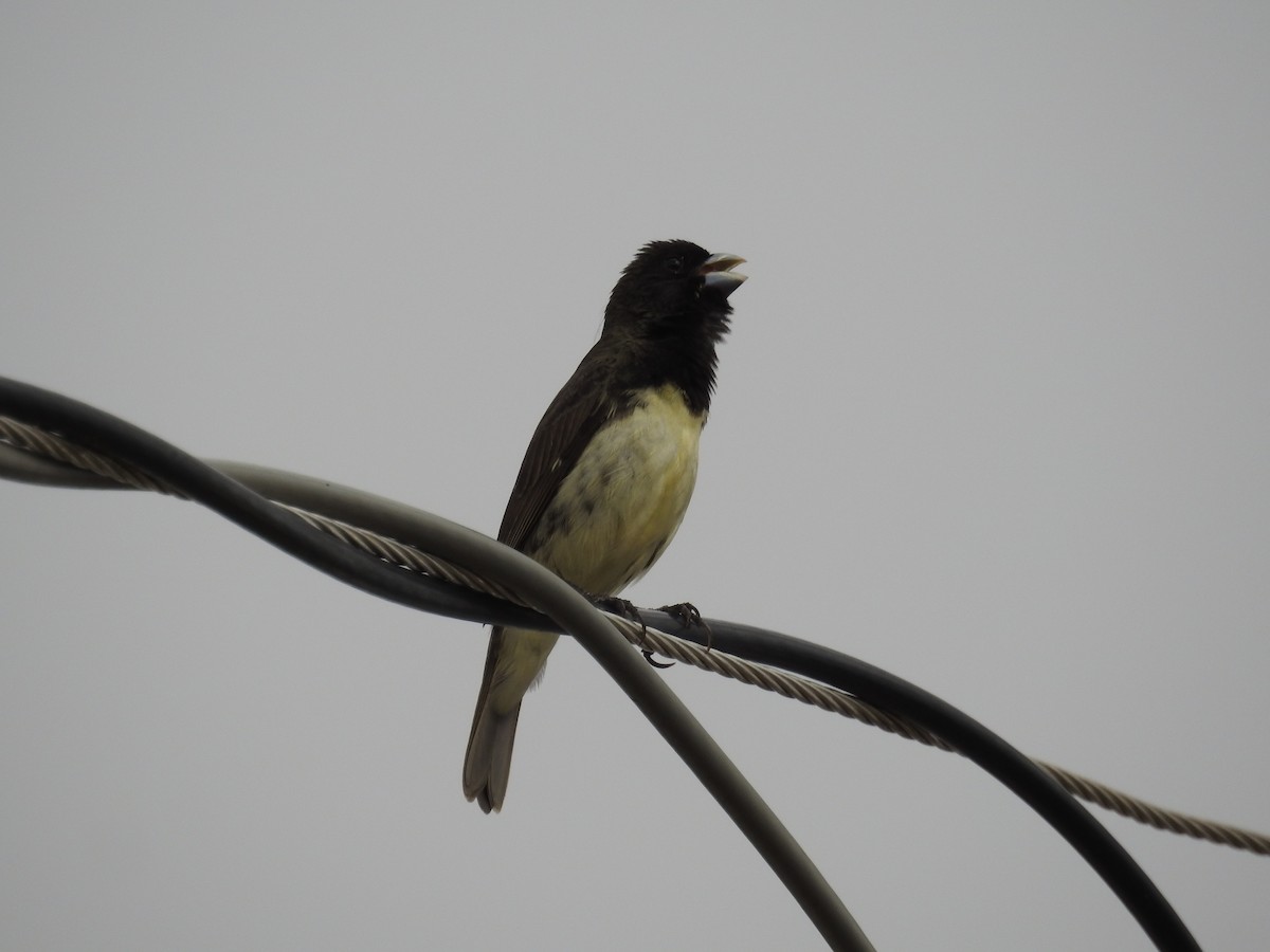 Yellow-bellied Seedeater - ML627634132