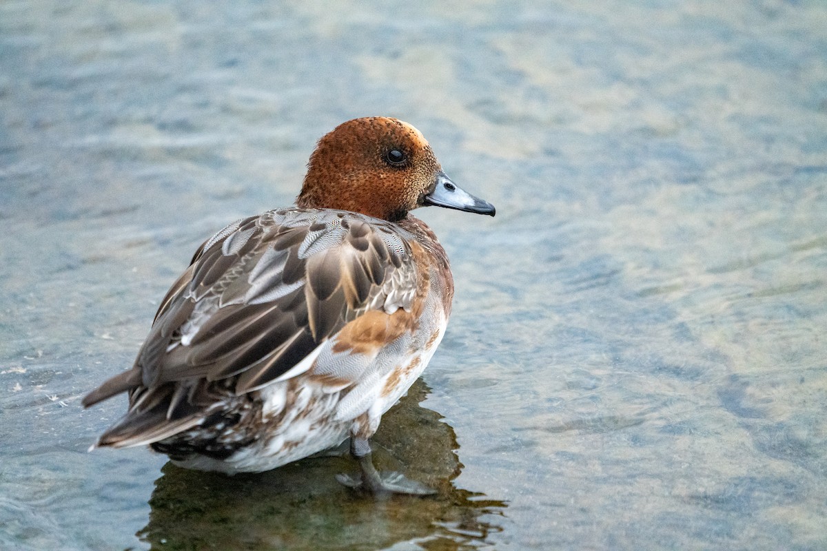 Eurasian Wigeon - ML627634134