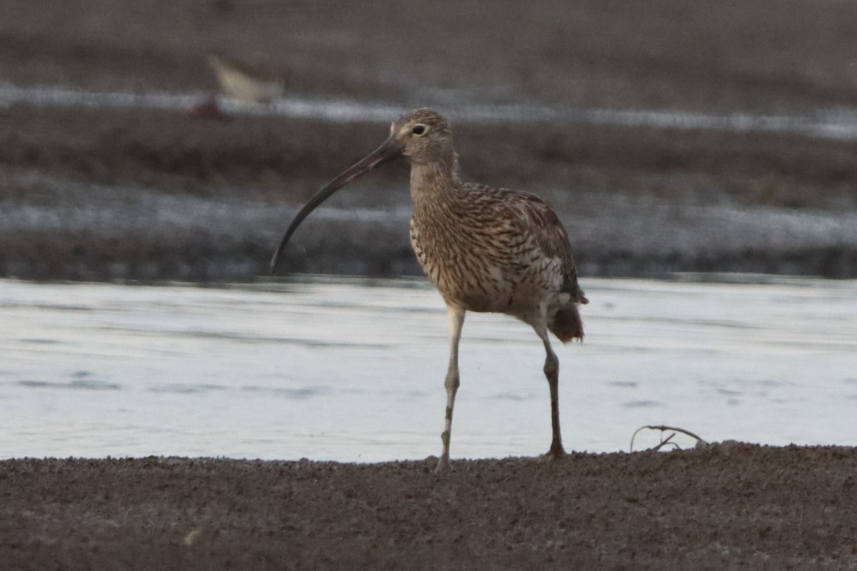 Far Eastern Curlew - ML627634136