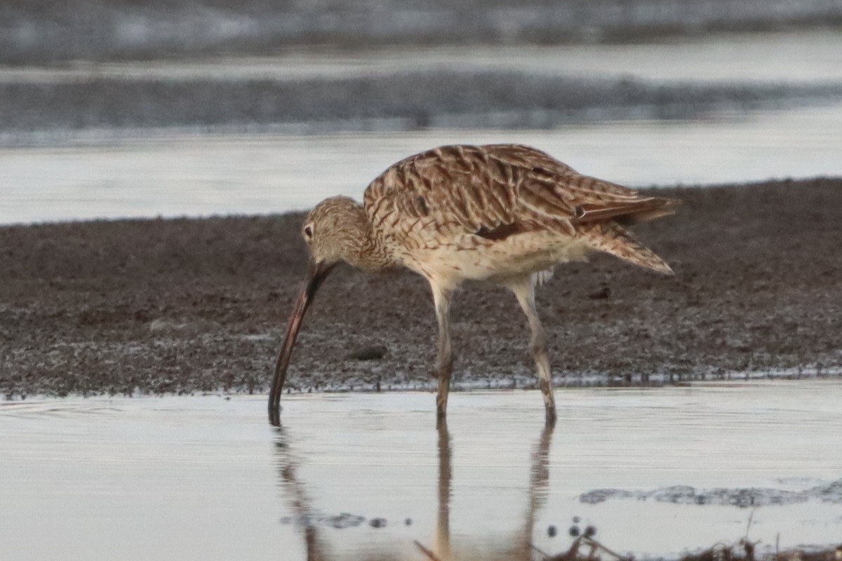 Far Eastern Curlew - ML627634137