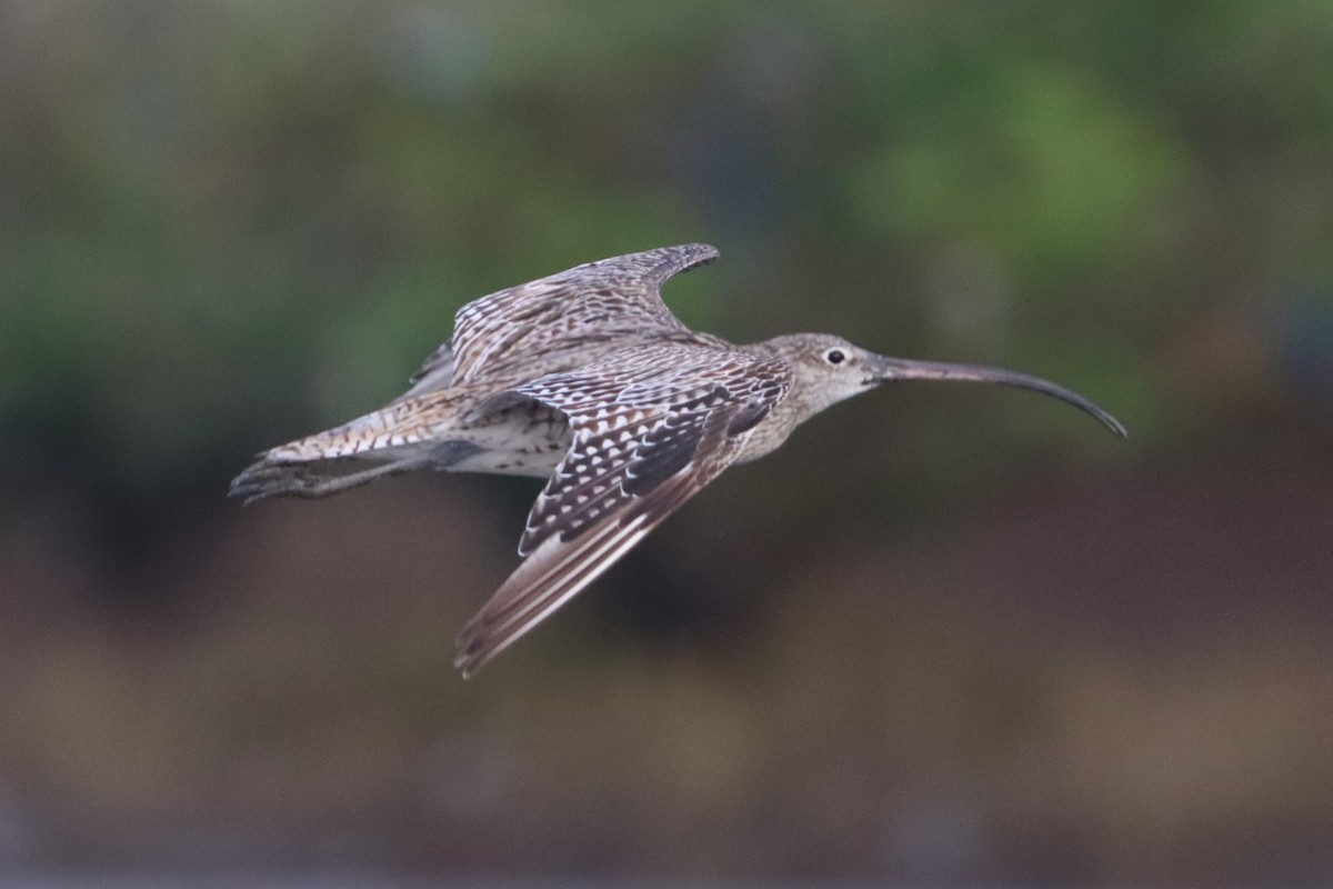 Far Eastern Curlew - ML627634138