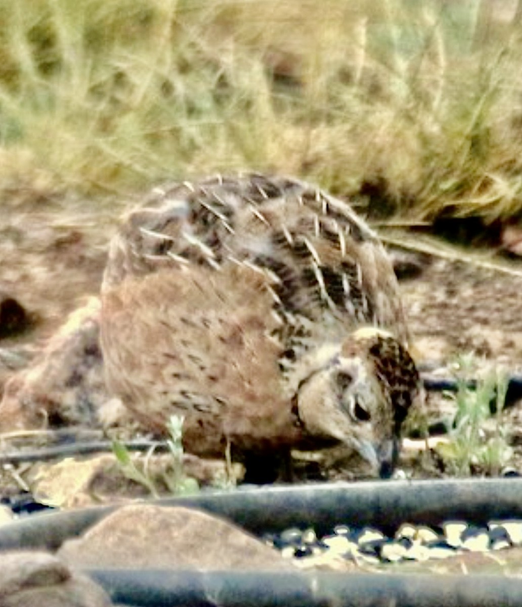 Montezuma Quail - ML627634163