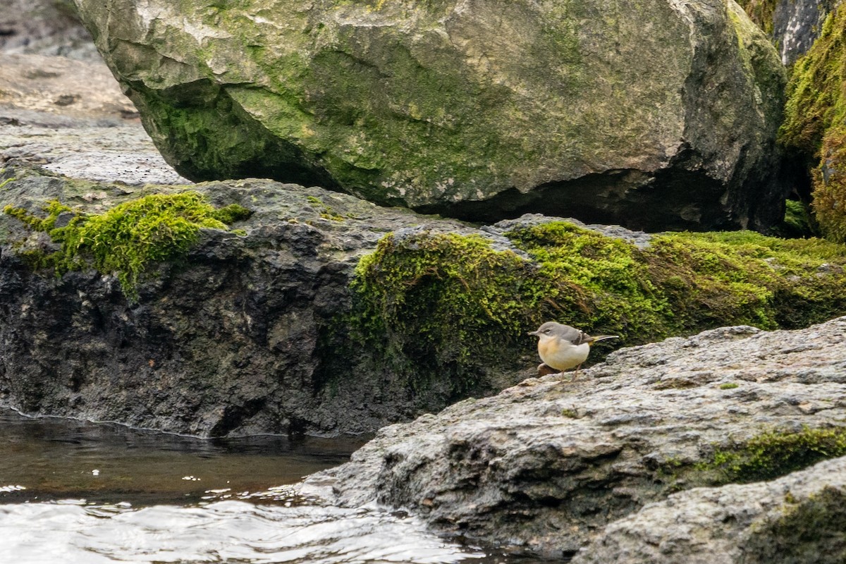 Gray Wagtail - ML627634203