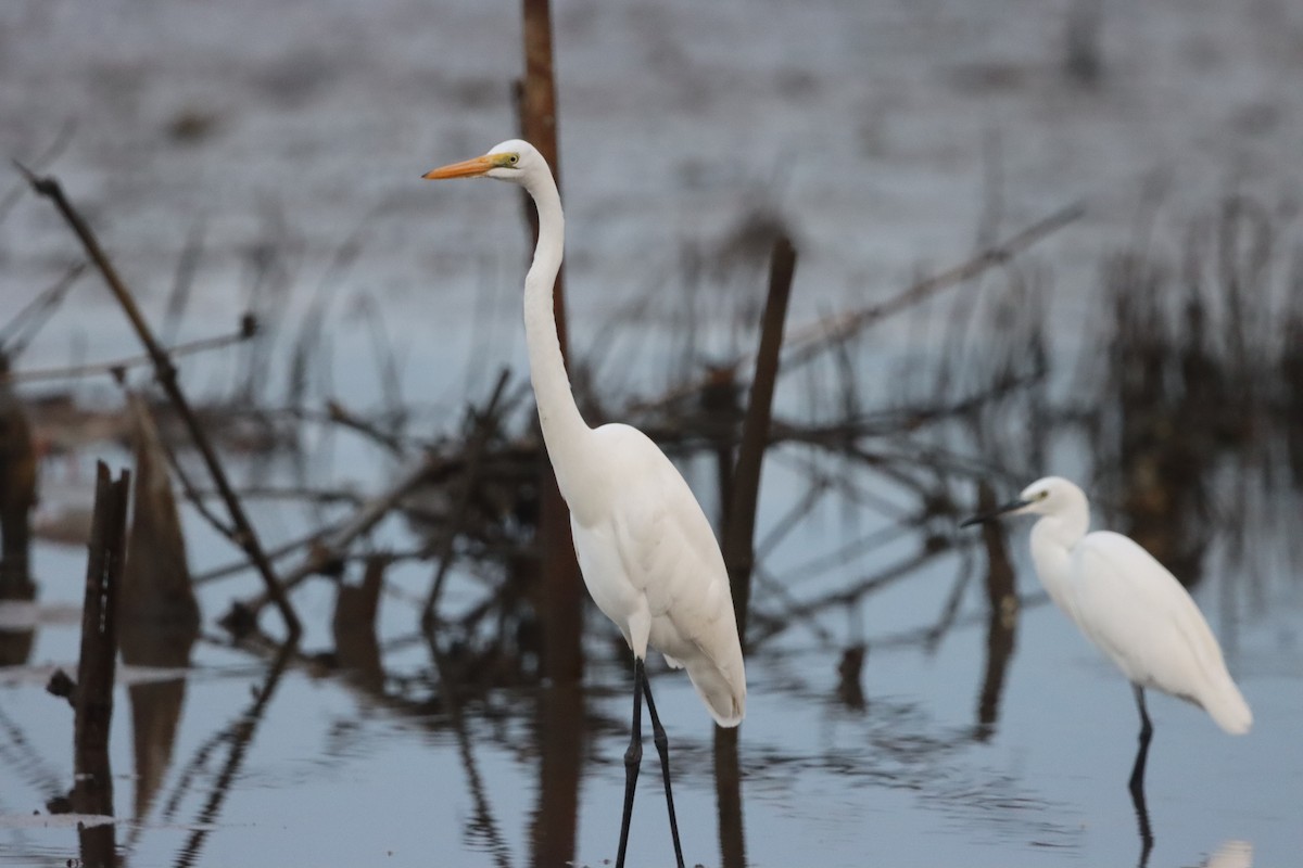 Great Egret - ML627634227