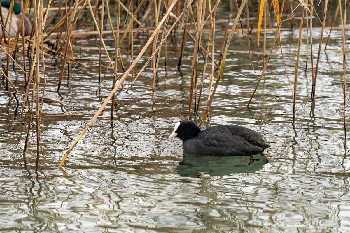 Eurasian Coot - ML627634234