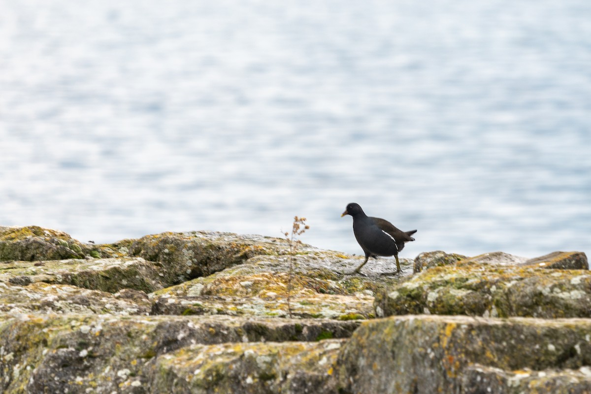 Eurasian Moorhen - ML627634252