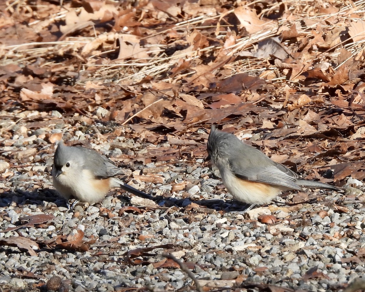 Tufted Titmouse - ML627634259