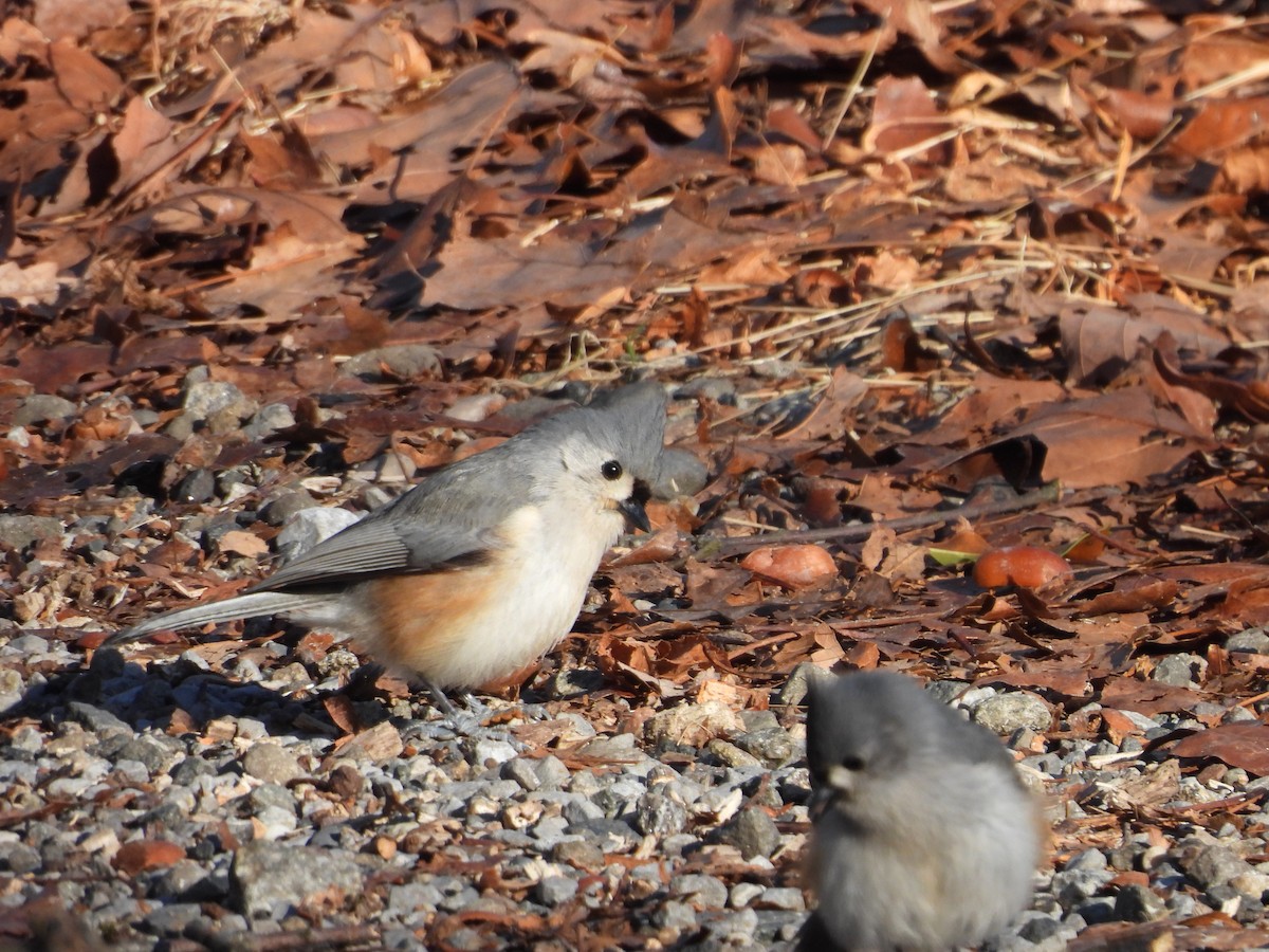 Tufted Titmouse - ML627634264